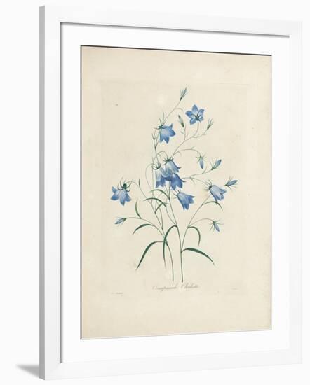 Bluebells, from 'Choix Des Plus Belles Fleurs Et Des Plus Beaux Fruits', 1827-33-Pierre-Joseph Redouté-Framed Giclee Print