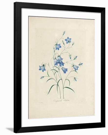 Bluebells, from 'Choix Des Plus Belles Fleurs Et Des Plus Beaux Fruits', 1827-33-Pierre-Joseph Redouté-Framed Giclee Print