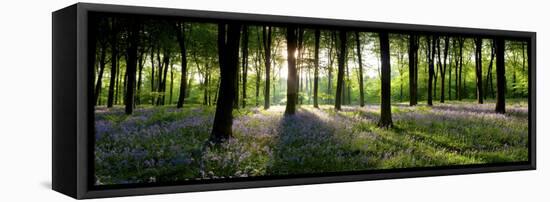 Bluebells Growing in a Forest in the Morning, Micheldever, Hampshire, England-null-Framed Stretched Canvas