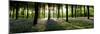 Bluebells Growing in a Forest in the Morning, Micheldever, Hampshire, England-null-Mounted Photographic Print