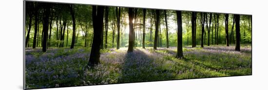 Bluebells Growing in a Forest in the Morning, Micheldever, Hampshire, England-null-Mounted Photographic Print