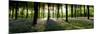 Bluebells Growing in a Forest in the Morning, Micheldever, Hampshire, England-null-Mounted Photographic Print