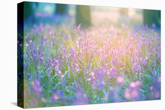 Bluebells Growing in Ancient Woodland-Inguna Plume-Stretched Canvas