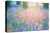 Bluebells Growing in Ancient Woodland-Inguna Plume-Stretched Canvas