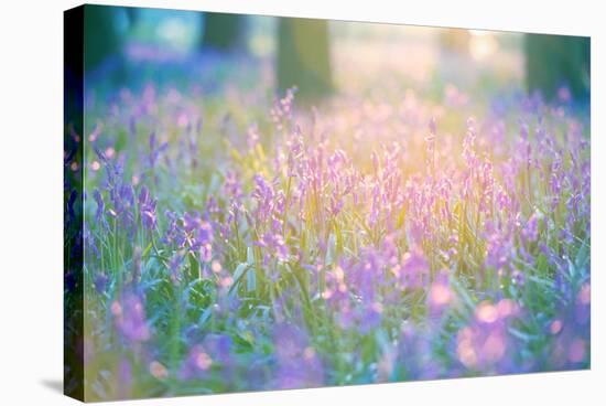 Bluebells Growing in Ancient Woodland-Inguna Plume-Stretched Canvas