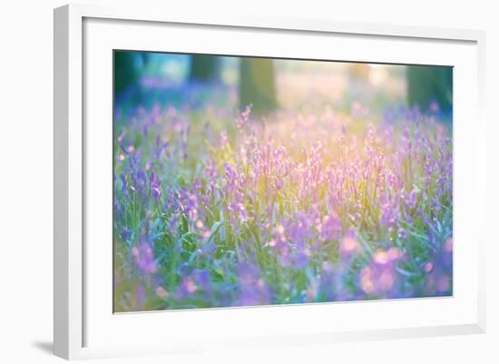Bluebells Growing in Ancient Woodland-Inguna Plume-Framed Photographic Print