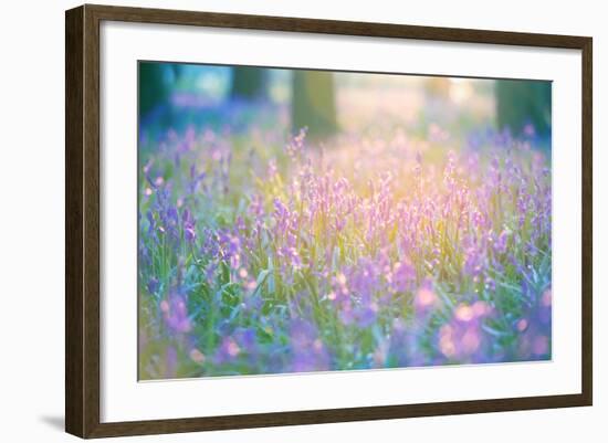 Bluebells Growing in Ancient Woodland-Inguna Plume-Framed Photographic Print