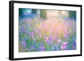 Bluebells Growing in Ancient Woodland-Inguna Plume-Framed Photographic Print