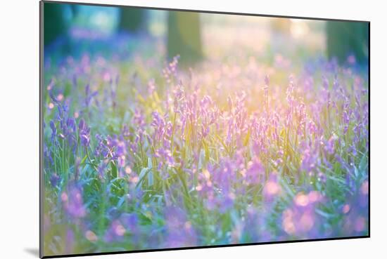 Bluebells Growing in Ancient Woodland-Inguna Plume-Mounted Photographic Print