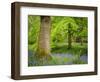 Bluebells, Harewood House, Near Harrogate, North Yorkshire, Yorkshire-Bill Ward-Framed Photographic Print