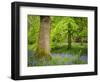 Bluebells, Harewood House, Near Harrogate, North Yorkshire, Yorkshire-Bill Ward-Framed Photographic Print