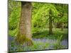 Bluebells, Harewood House, Near Harrogate, North Yorkshire, Yorkshire-Bill Ward-Mounted Photographic Print