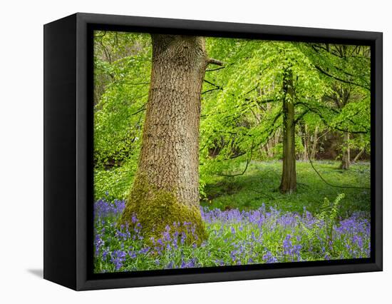 Bluebells, Harewood House, Near Harrogate, North Yorkshire, Yorkshire-Bill Ward-Framed Stretched Canvas