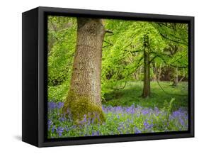 Bluebells, Harewood House, Near Harrogate, North Yorkshire, Yorkshire-Bill Ward-Framed Stretched Canvas