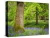 Bluebells, Harewood House, Near Harrogate, North Yorkshire, Yorkshire-Bill Ward-Stretched Canvas