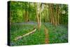 Bluebells, High Littleton Woods, Somerset, England, United Kingdom, Europe-Bill Ward-Stretched Canvas