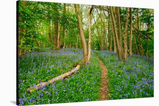 Bluebells, High Littleton Woods, Somerset, England, United Kingdom, Europe-Bill Ward-Stretched Canvas