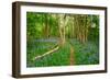 Bluebells, High Littleton Woods, Somerset, England, United Kingdom, Europe-Bill Ward-Framed Photographic Print