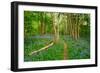 Bluebells, High Littleton Woods, Somerset, England, United Kingdom, Europe-Bill Ward-Framed Photographic Print