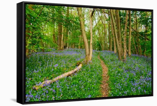 Bluebells, High Littleton Woods, Somerset, England, United Kingdom, Europe-Bill Ward-Framed Stretched Canvas