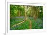 Bluebells, High Littleton Woods, Somerset, England, United Kingdom, Europe-Bill Ward-Framed Photographic Print