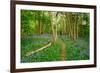 Bluebells, High Littleton Woods, Somerset, England, United Kingdom, Europe-Bill Ward-Framed Photographic Print