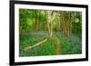 Bluebells, High Littleton Woods, Somerset, England, United Kingdom, Europe-Bill Ward-Framed Photographic Print