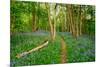 Bluebells, High Littleton Woods, Somerset, England, United Kingdom, Europe-Bill Ward-Mounted Photographic Print