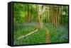 Bluebells, High Littleton Woods, Somerset, England, United Kingdom, Europe-Bill Ward-Framed Stretched Canvas