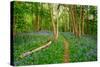 Bluebells, High Littleton Woods, Somerset, England, United Kingdom, Europe-Bill Ward-Stretched Canvas