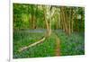 Bluebells, High Littleton Woods, Somerset, England, United Kingdom, Europe-Bill Ward-Framed Photographic Print