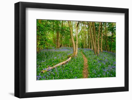 Bluebells, High Littleton Woods, Somerset, England, United Kingdom, Europe-Bill Ward-Framed Photographic Print