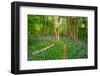 Bluebells, High Littleton Woods, Somerset, England, United Kingdom, Europe-Bill Ward-Framed Photographic Print