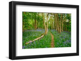 Bluebells, High Littleton Woods, Somerset, England, United Kingdom, Europe-Bill Ward-Framed Photographic Print