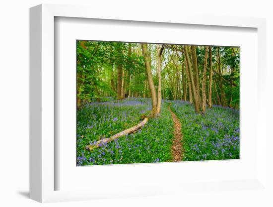 Bluebells, High Littleton Woods, Somerset, England, United Kingdom, Europe-Bill Ward-Framed Photographic Print