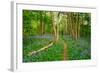 Bluebells, High Littleton Woods, Somerset, England, United Kingdom, Europe-Bill Ward-Framed Photographic Print