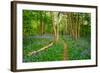 Bluebells, High Littleton Woods, Somerset, England, United Kingdom, Europe-Bill Ward-Framed Photographic Print