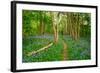 Bluebells, High Littleton Woods, Somerset, England, United Kingdom, Europe-Bill Ward-Framed Photographic Print