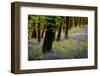 Bluebells, High Littleton Woods, Somerset, England, United Kingdom, Europe-Bill Ward-Framed Photographic Print