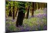 Bluebells, High Littleton Woods, Somerset, England, United Kingdom, Europe-Bill Ward-Mounted Photographic Print