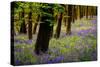 Bluebells, High Littleton Woods, Somerset, England, United Kingdom, Europe-Bill Ward-Stretched Canvas