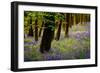 Bluebells, High Littleton Woods, Somerset, England, United Kingdom, Europe-Bill Ward-Framed Photographic Print