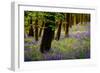 Bluebells, High Littleton Woods, Somerset, England, United Kingdom, Europe-Bill Ward-Framed Photographic Print