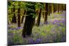 Bluebells, High Littleton Woods, Somerset, England, United Kingdom, Europe-Bill Ward-Mounted Photographic Print