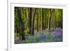 Bluebells, High Littleton Woods, Somerset, England, United Kingdom, Europe-Bill Ward-Framed Photographic Print