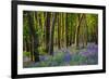 Bluebells, High Littleton Woods, Somerset, England, United Kingdom, Europe-Bill Ward-Framed Photographic Print