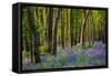 Bluebells, High Littleton Woods, Somerset, England, United Kingdom, Europe-Bill Ward-Framed Stretched Canvas