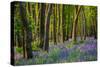 Bluebells, High Littleton Woods, Somerset, England, United Kingdom, Europe-Bill Ward-Stretched Canvas