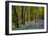 Bluebells, High Littleton Woods, Somerset, England, United Kingdom, Europe-Bill Ward-Framed Photographic Print