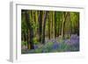 Bluebells, High Littleton Woods, Somerset, England, United Kingdom, Europe-Bill Ward-Framed Photographic Print